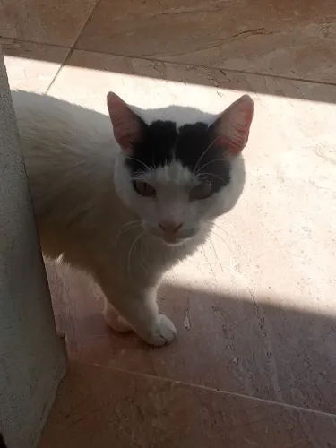 Doação de gato 