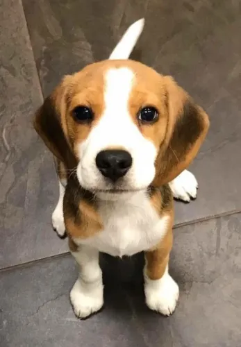Filhote de Beagle pequeno farejador mais fofo da casa