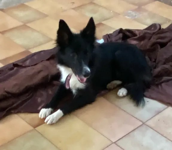 Border collie fêmea