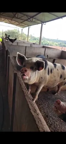 Vendo Porco Caipira, criado na lavagem e ração.