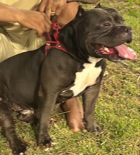 American Bully macho disponível pra cobertura