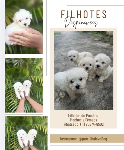 Filhotes de Poodle machos e fêmeas 