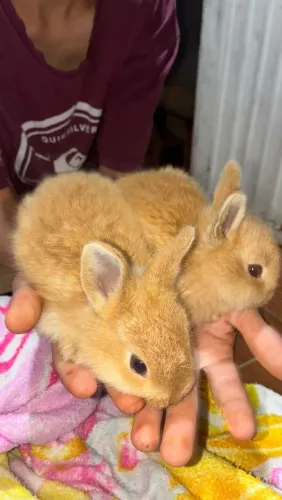 Vendo coelhos filhote
