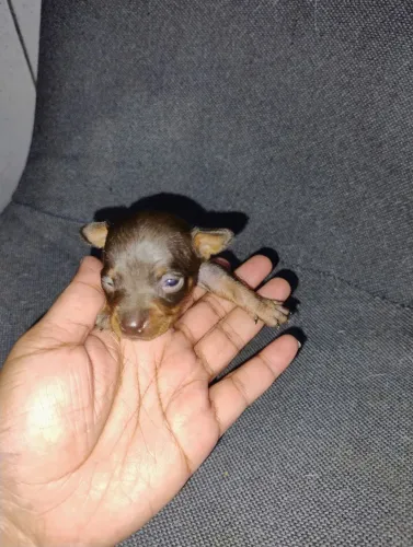 Pinscher macho e fêmea disponível