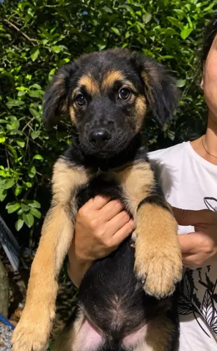 Filhote de cachorro para adoção