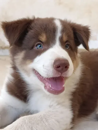 Border Collie 