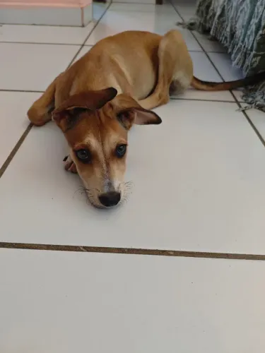 Adoção de cachorro caramelo, 4 meses