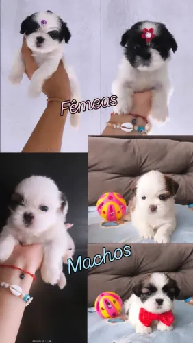Filhotes de Shih-tzu.