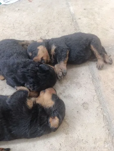 Rottweiler