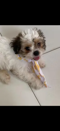 Procura-se uma namorada para meu shitszu