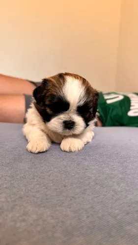 Cachorro shitzu