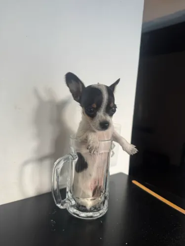 Vendo Pinscher 0