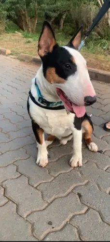 Doa-se Bull terrier macho