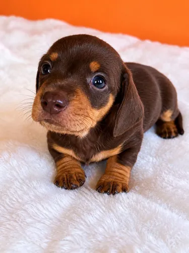 Dachshund Machos 