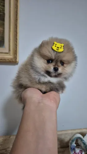Spitz Alemão / Lulu da Pomerânia