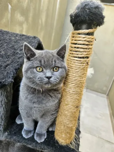 British Shorthair (Filhote Macho)