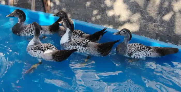 Vendo patos MACHOS 6 meses