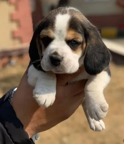 Filhotes de Beagle | Companhia que vira parte da vida.