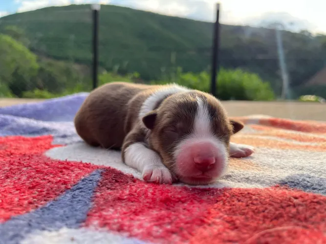 Filhotes de border collie
