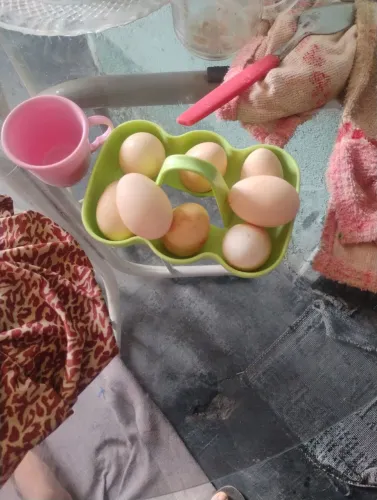 Ovos de sedosa 
