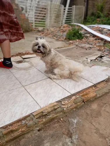 Lindo Shitzu macho
