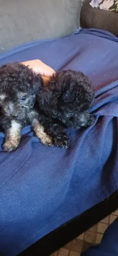Filhotes de poodle