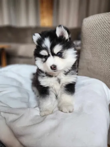 Filhotes de Husky Siberiano | Patinhas cheias de ternura!
