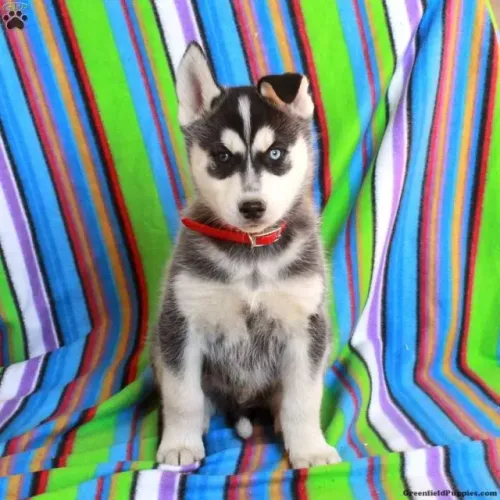 Husky Siberiano com olhos claros - incrível