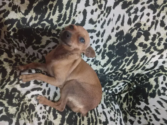 Pinsher fêmea pra cruzar 