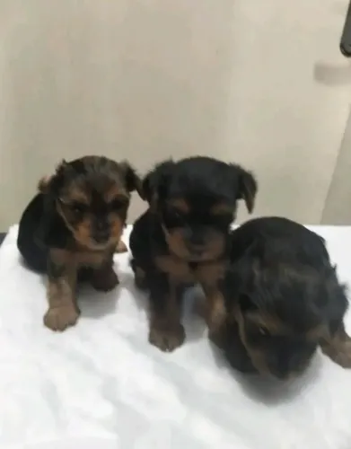 Yorkshire baby face 750,00