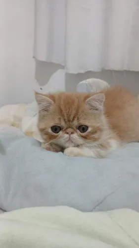 Filhotes de gato persa exóticos 