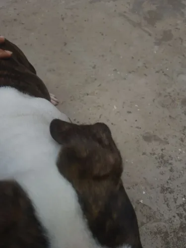 Pitbull macho r$ 550 filhote