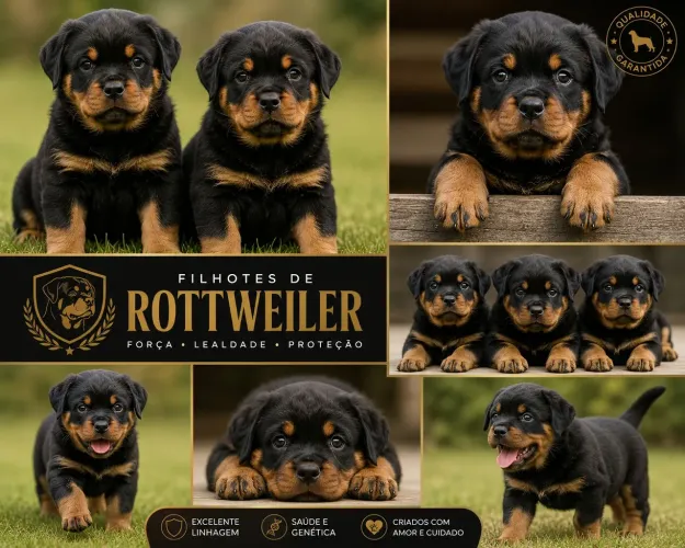Filhotes de Rottweiler 