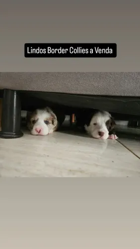 Filhotes Border Collies Puros