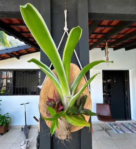 Plantas pendentes montadas em madeira natural