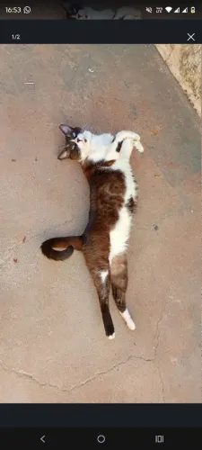 Gato macho castrado