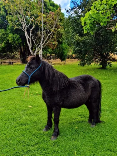 Mini pônei fêmea