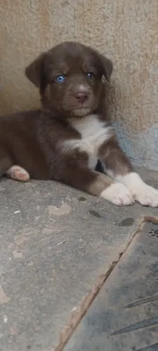Filhote fêmea husky com labrador 30 dias valor 150