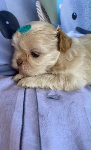Filhote de shih Tzu Macho