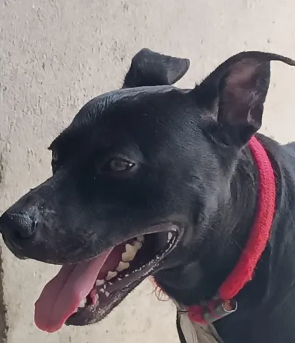 Cachorro macho pitbul super docil