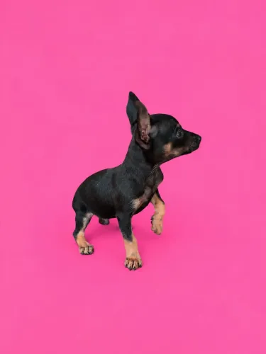 Pinscher mini 