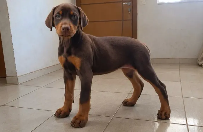 Filhote de Doberman europeu macho e fêmea