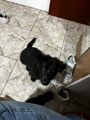 doação, filhote de bolder collie