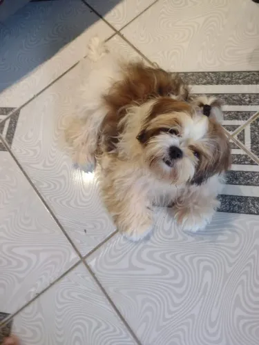 Filhote de Shih Tzu