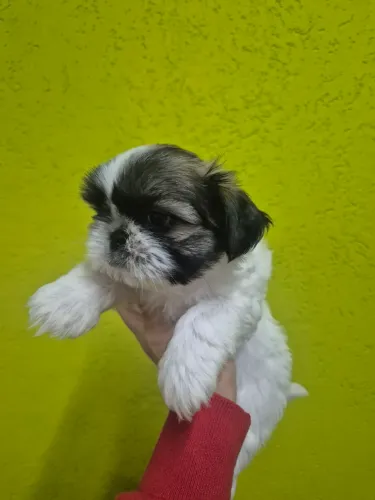 Shih tzu macho e fêmea 