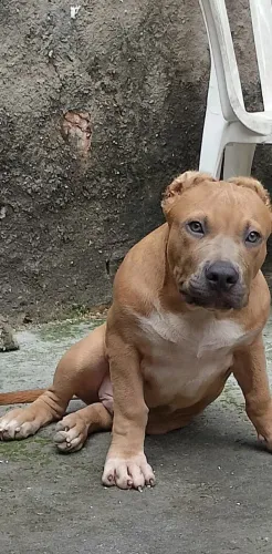 Pit Monster (Brazilian Bull)