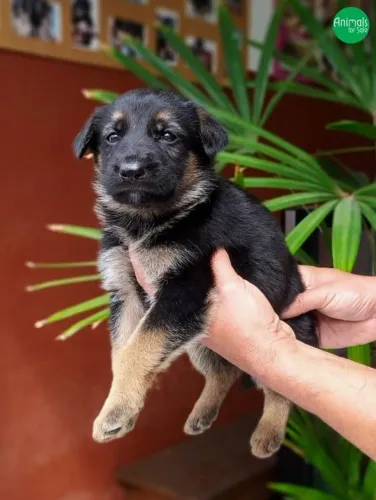 Pastor Alemão o cão guarda que voce precisa