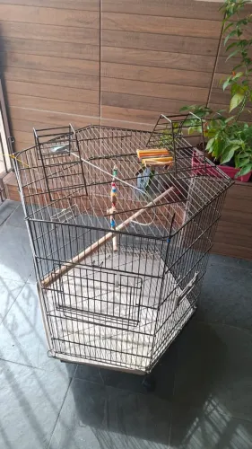 Viveiro para pássaros com rodinha