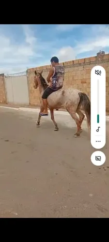 Vendo cavalo 