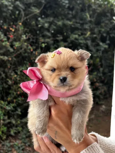 Fêmea de Lulu lindinha ?